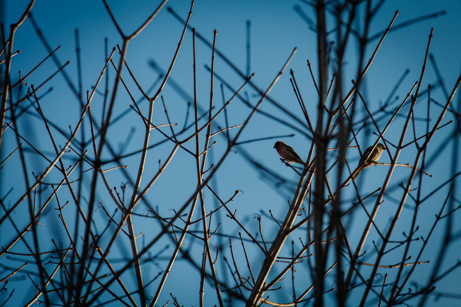 Canon EOS 5D Mark II + Canon EF 70-200mm F4L IS USM sample photo. Bird, nature, outdoors, tree photography