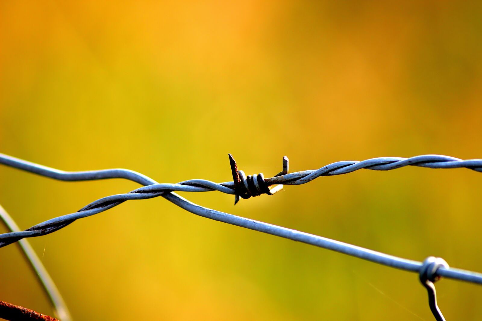 Canon EOS 600D (Rebel EOS T3i / EOS Kiss X5) sample photo. Wire, fence, metal photography