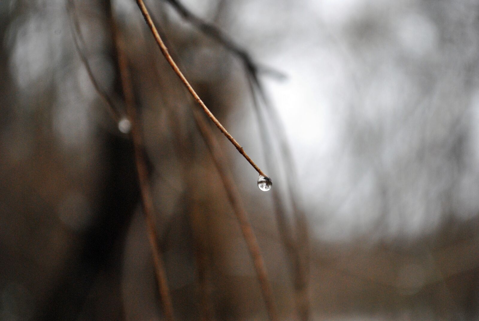 Nikon D3000 sample photo. Abstract, blur, close, up photography