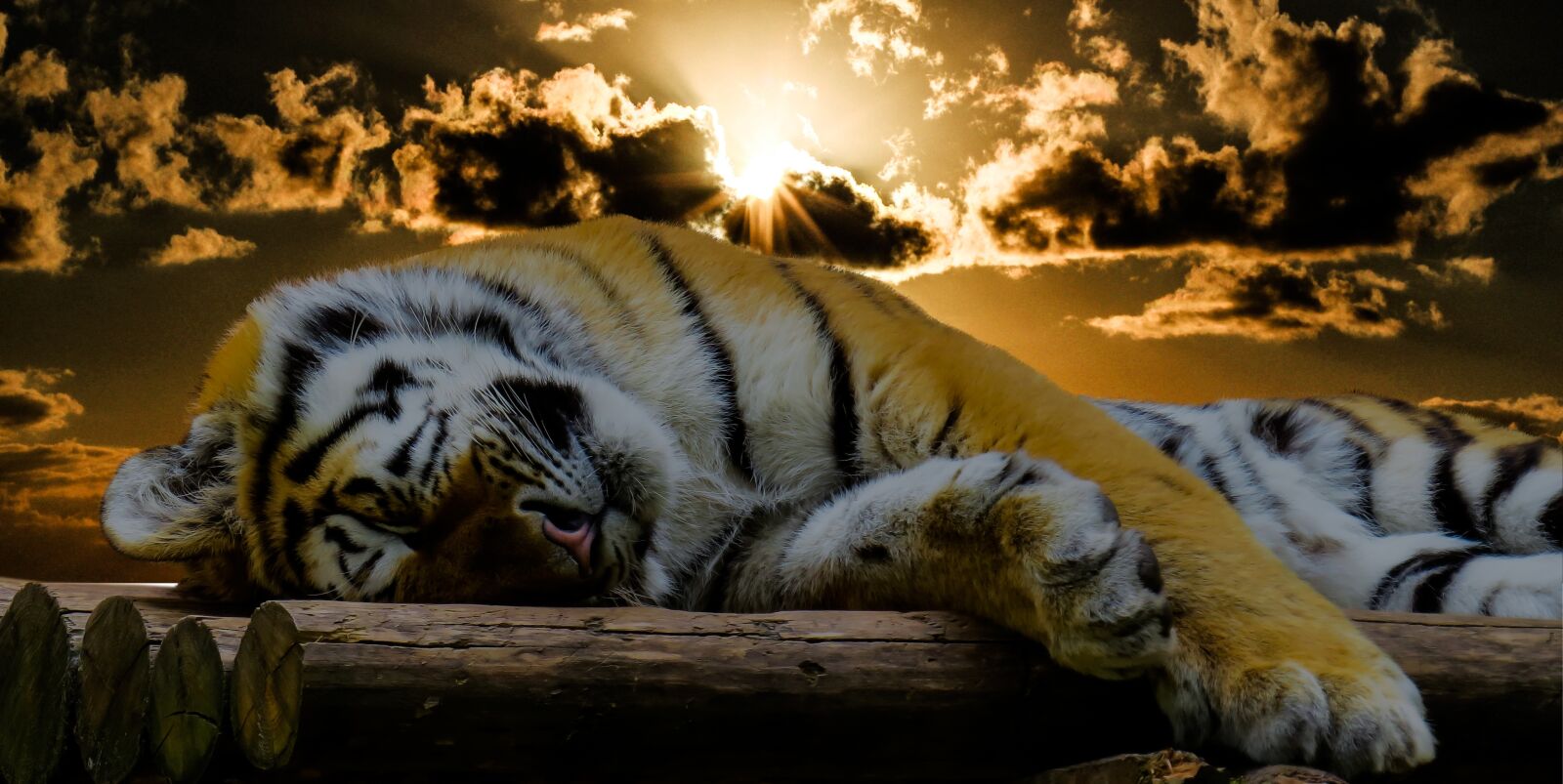 Canon PowerShot SX50 HS sample photo. Tiger, sleep, rest photography