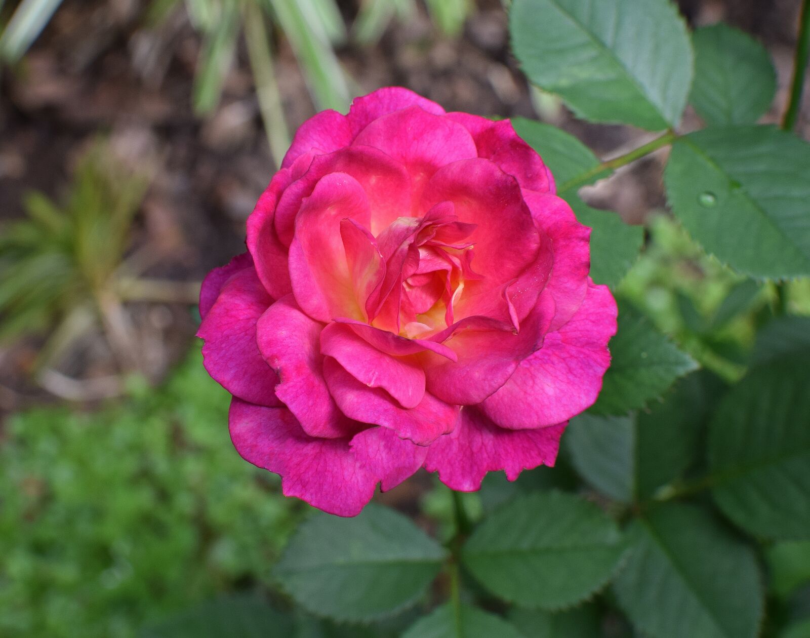 Nikon D3300 sample photo. Rose, flower, blossom photography