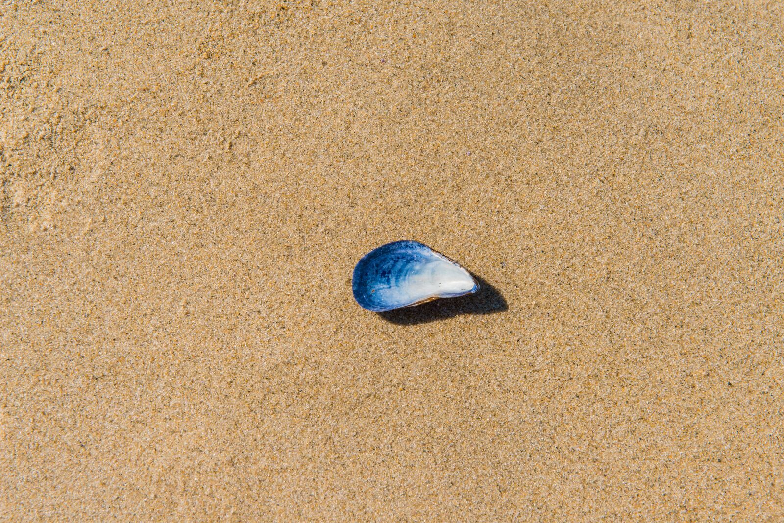 Nikon D800 sample photo. Beach, sand, shell photography