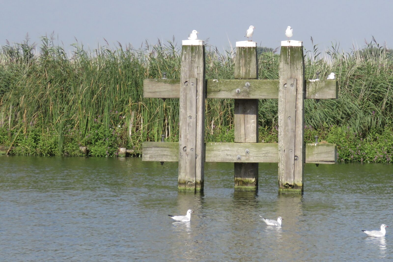 Canon PowerShot SX60 HS sample photo. Birds, calm, waters, driftwood photography