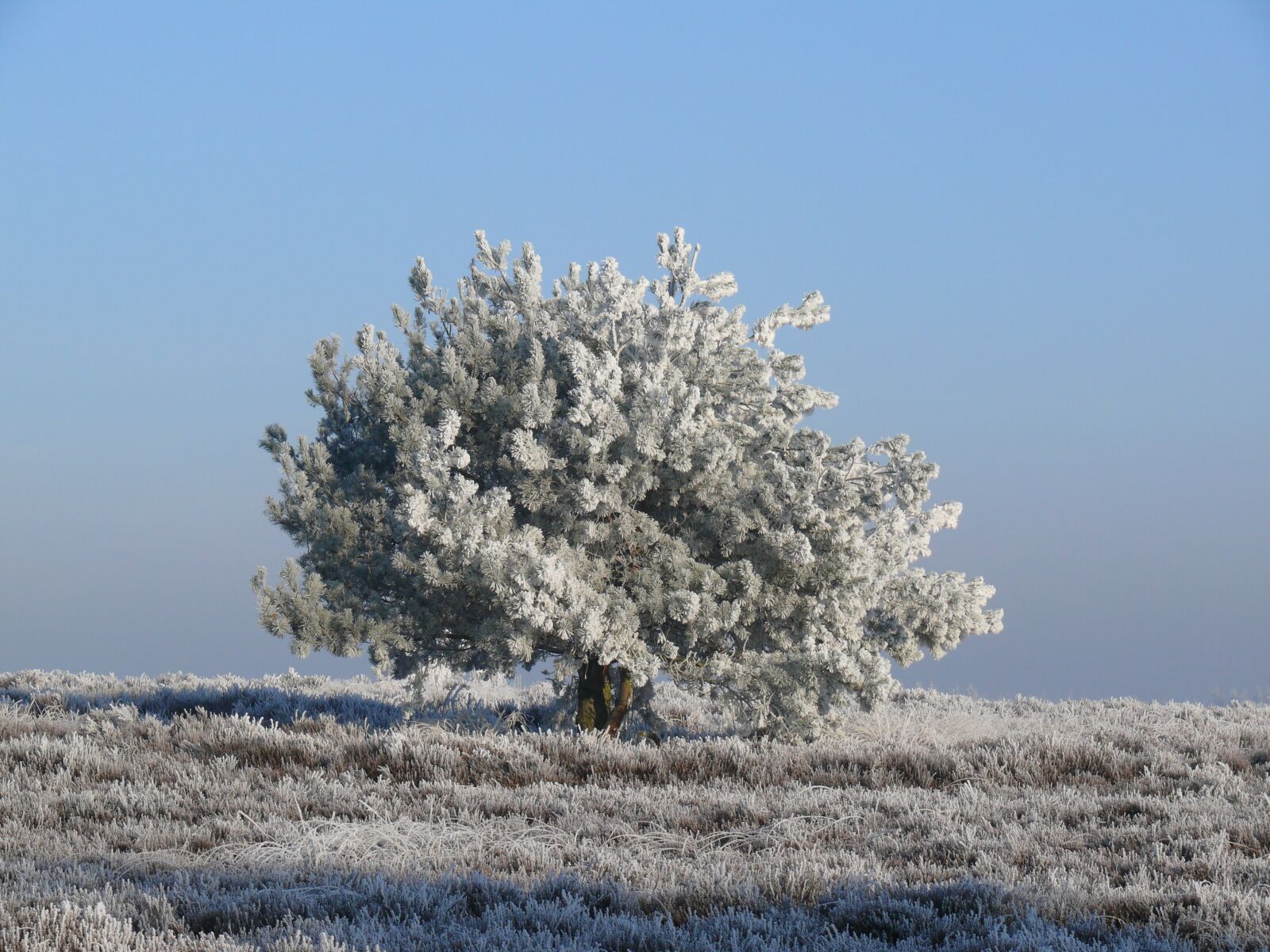 Panasonic DMC-FZ50 sample photo. Winter, ripe, frost photography