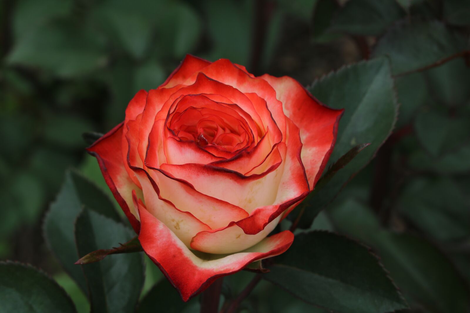Canon EOS 750D (EOS Rebel T6i / EOS Kiss X8i) sample photo. Rose, rose festival, park photography