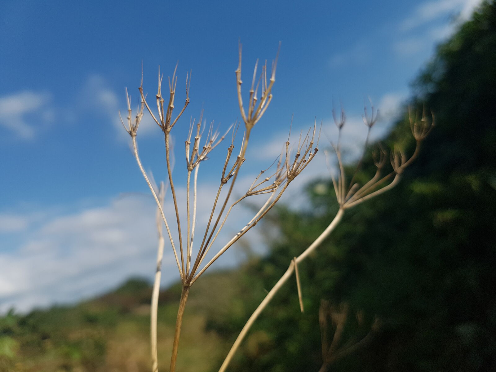 Samsung Galaxy S7 Edge sample photo