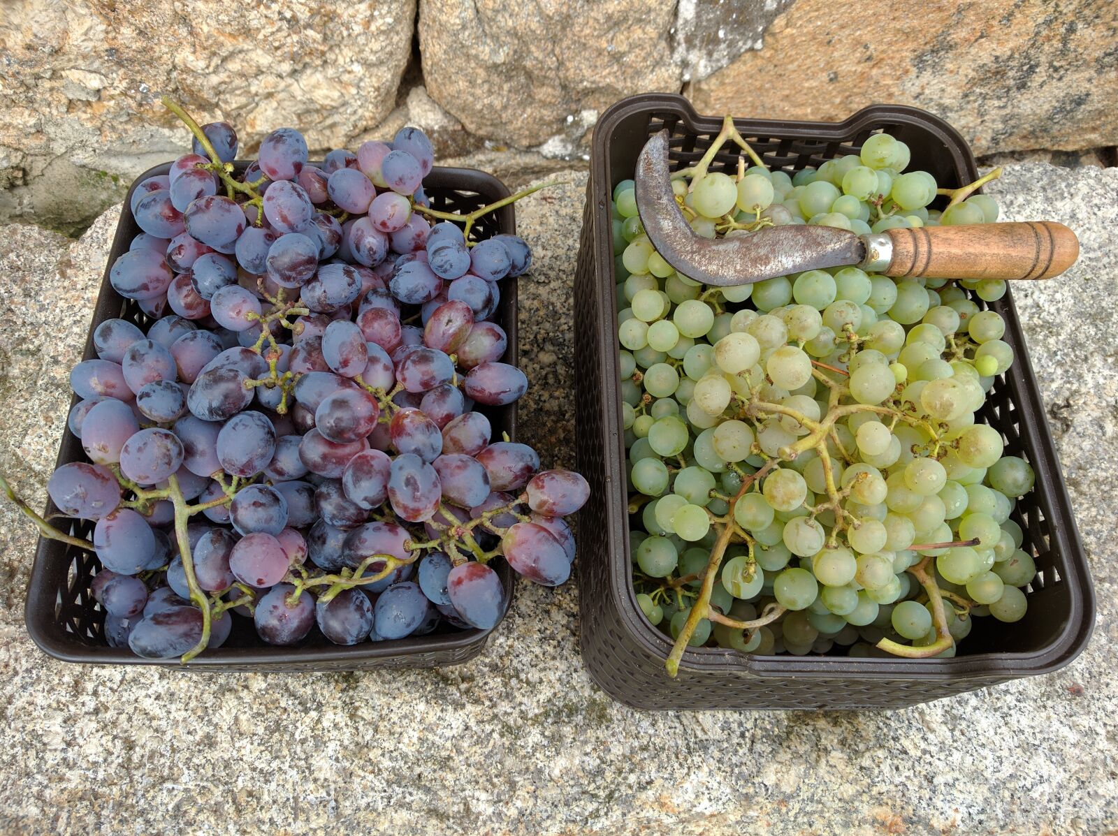 LG Nexus 5X sample photo. Grapes, fruit, vintage photography