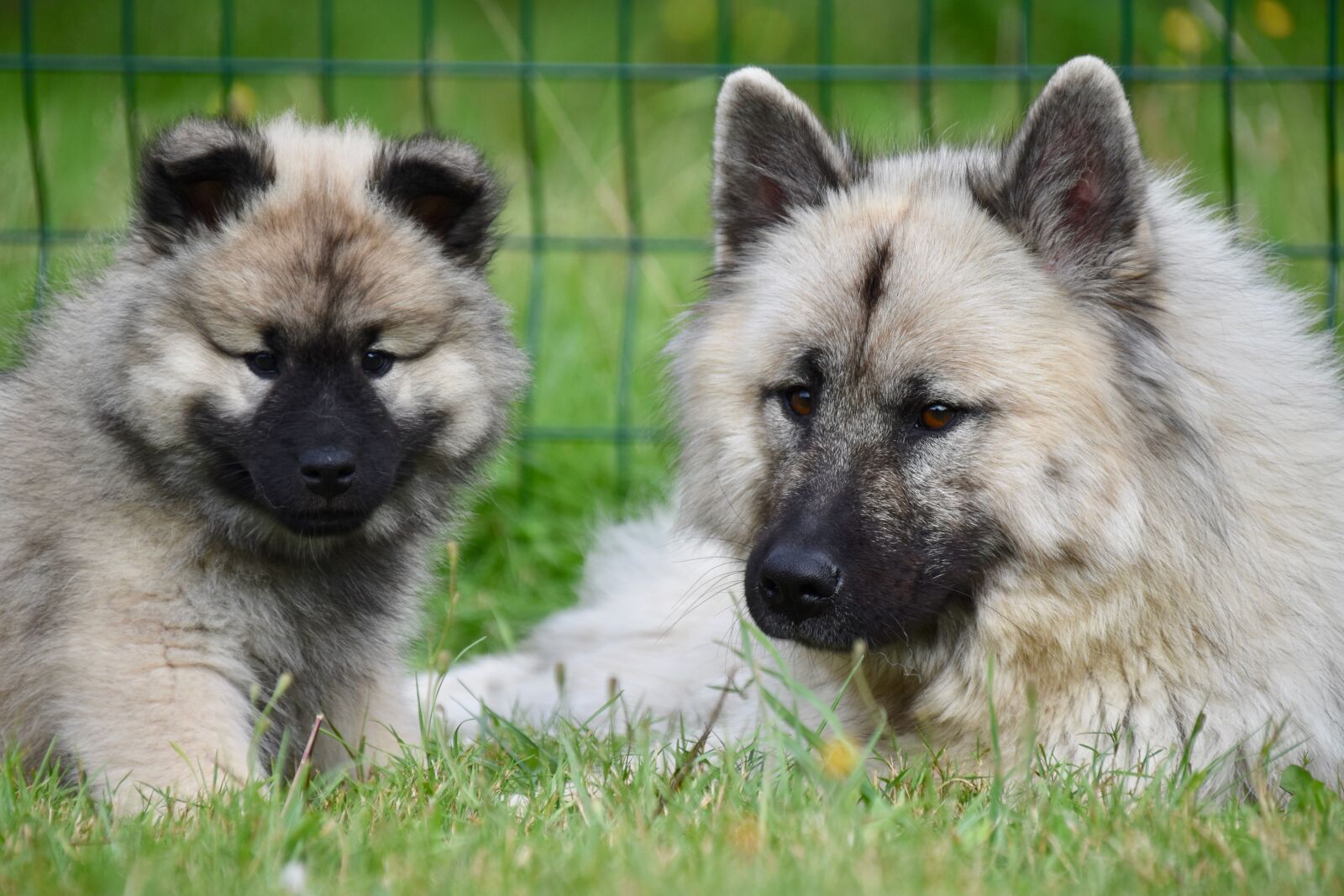 Nikon D5600 sample photo. Eurasier, dogs, puppy photography
