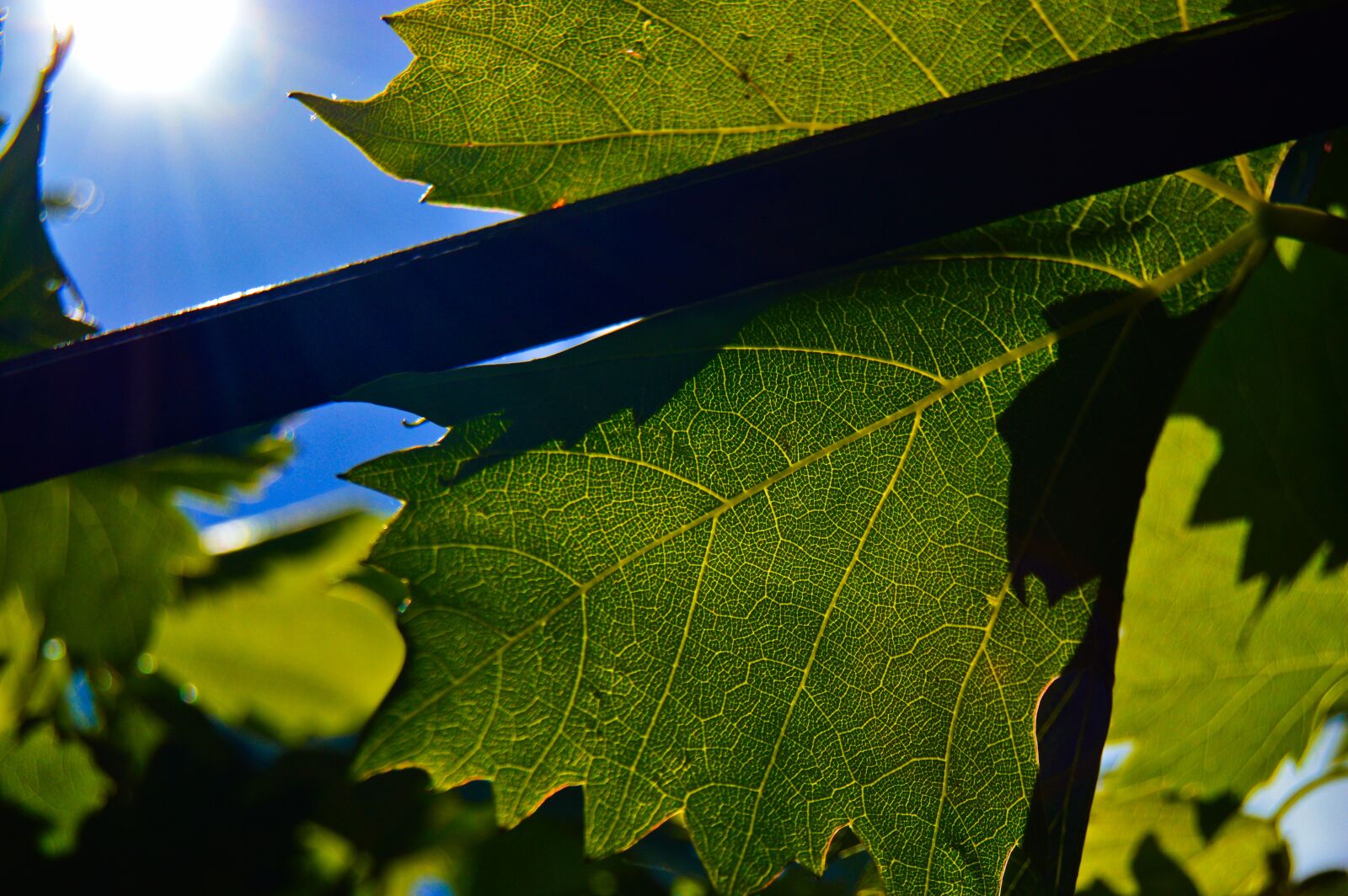 Nikon D3200 sample photo. Leaves, foliage, grapes photography