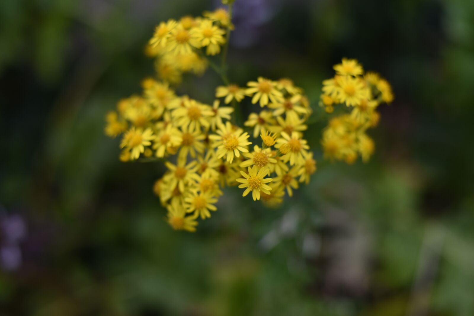 Nikon D750 sample photo. Flower, yellow, blur photography