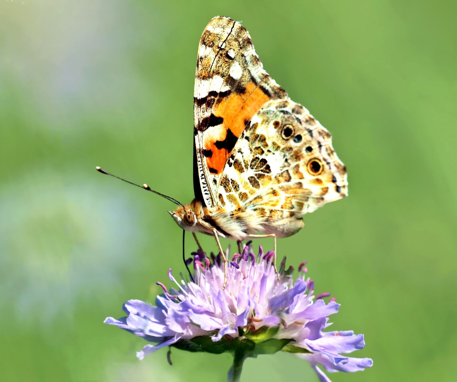 Olympus E-450 (EVOLT E-450) sample photo. Vanessa cardui, edelfalter, butterfly photography
