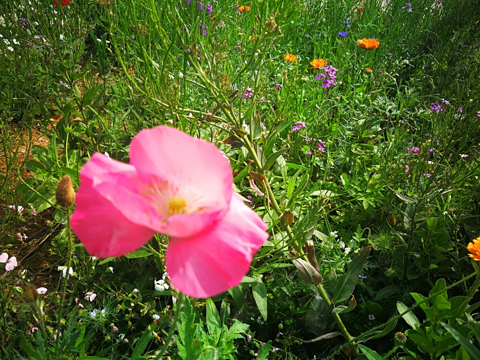 HUAWEI Mate 9 Pro sample photo. Yu beauty, flowers, pink photography