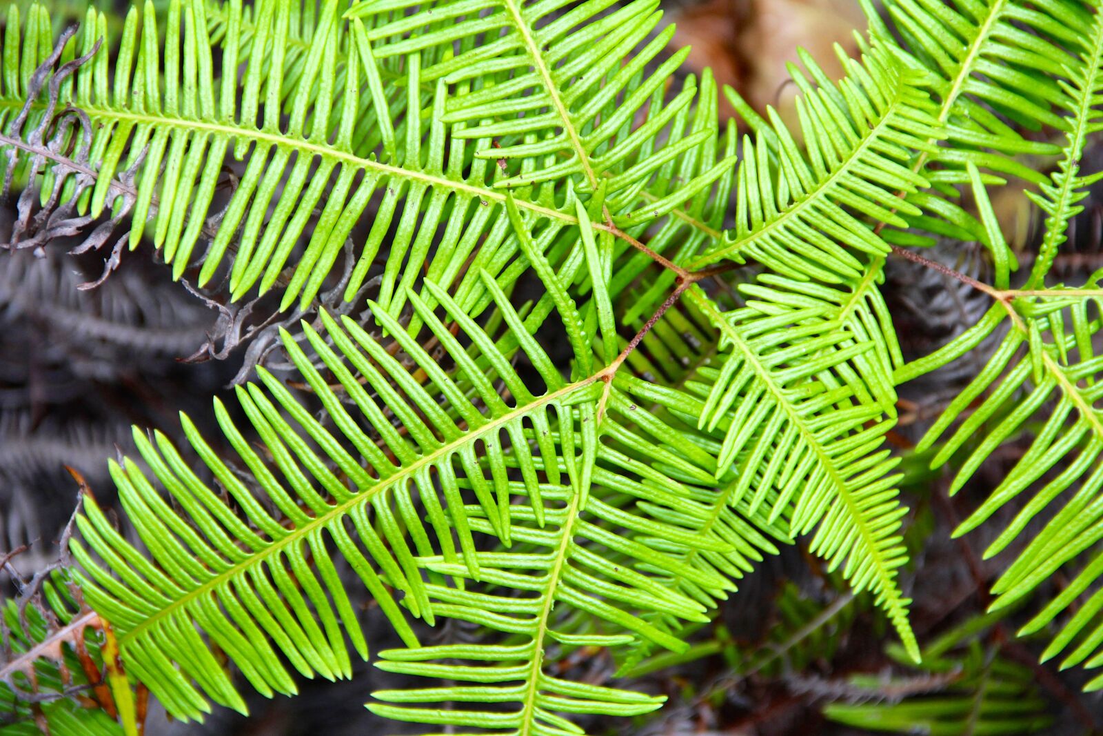 Canon EF-S 18-135mm F3.5-5.6 IS sample photo. Palm, summer, vacations photography