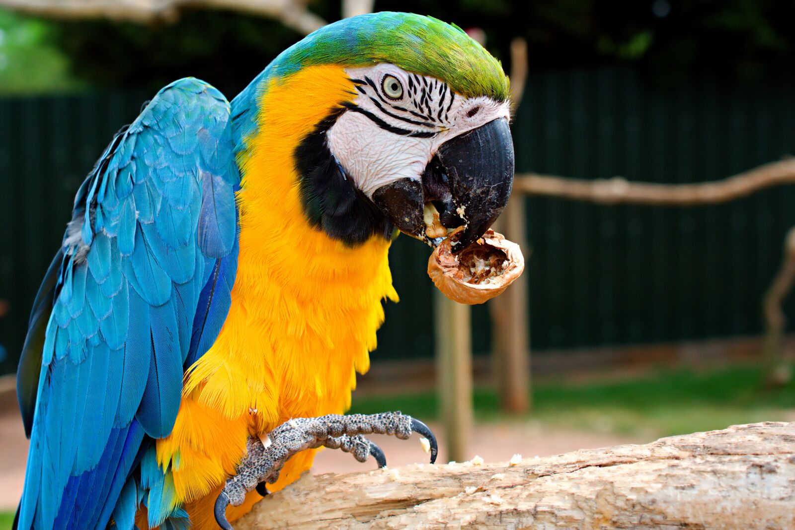 Nikon D3400 sample photo. Blue and yellow macaw photography