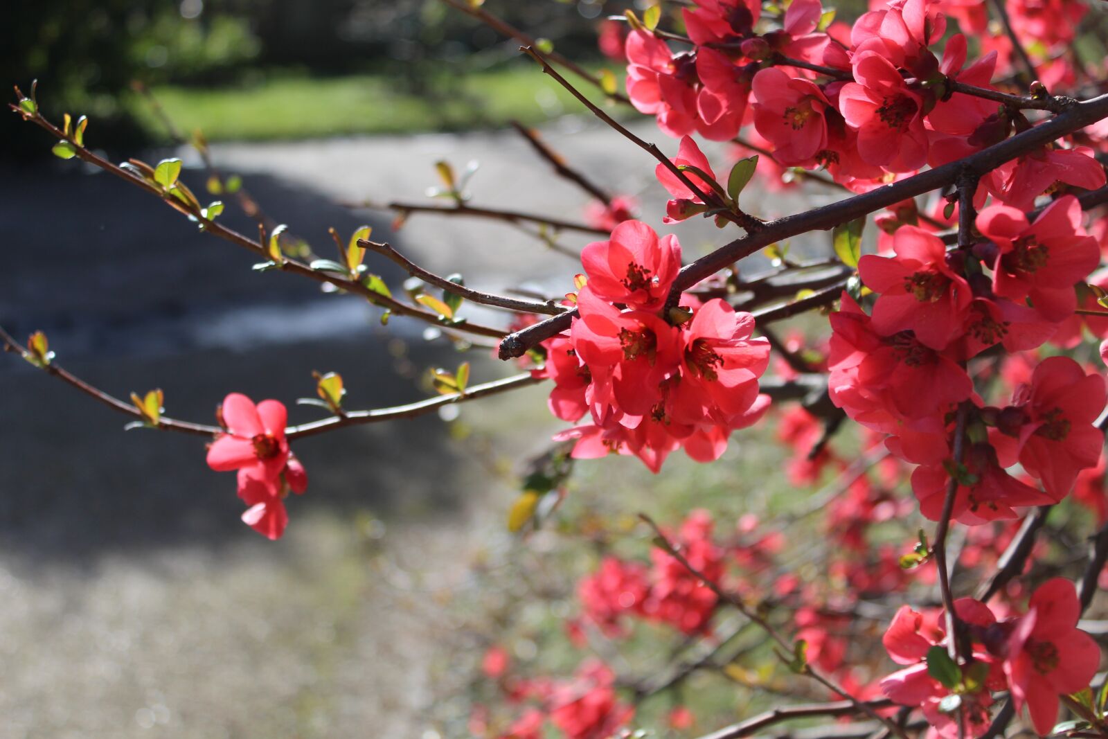 Canon EOS 1300D (EOS Rebel T6 / EOS Kiss X80) sample photo. Flowers, roses, cherry photography