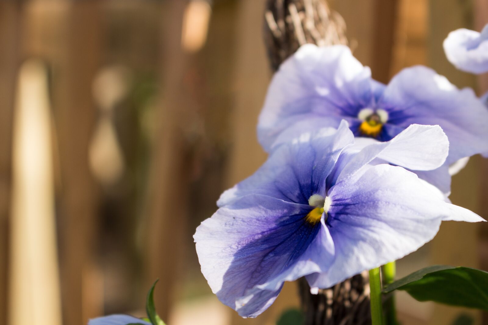 Canon EOS 700D (EOS Rebel T5i / EOS Kiss X7i) sample photo. Flower, purple, out of photography