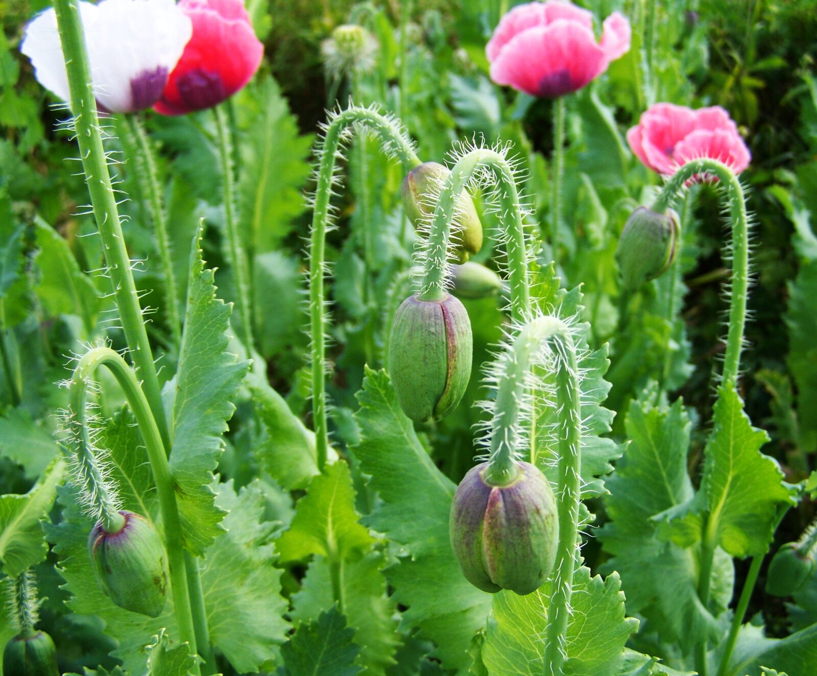 Kodak EASYSHARE ZD710 ZOOM DIGITAL CAMERA sample photo. Poppy buds, m kf photography