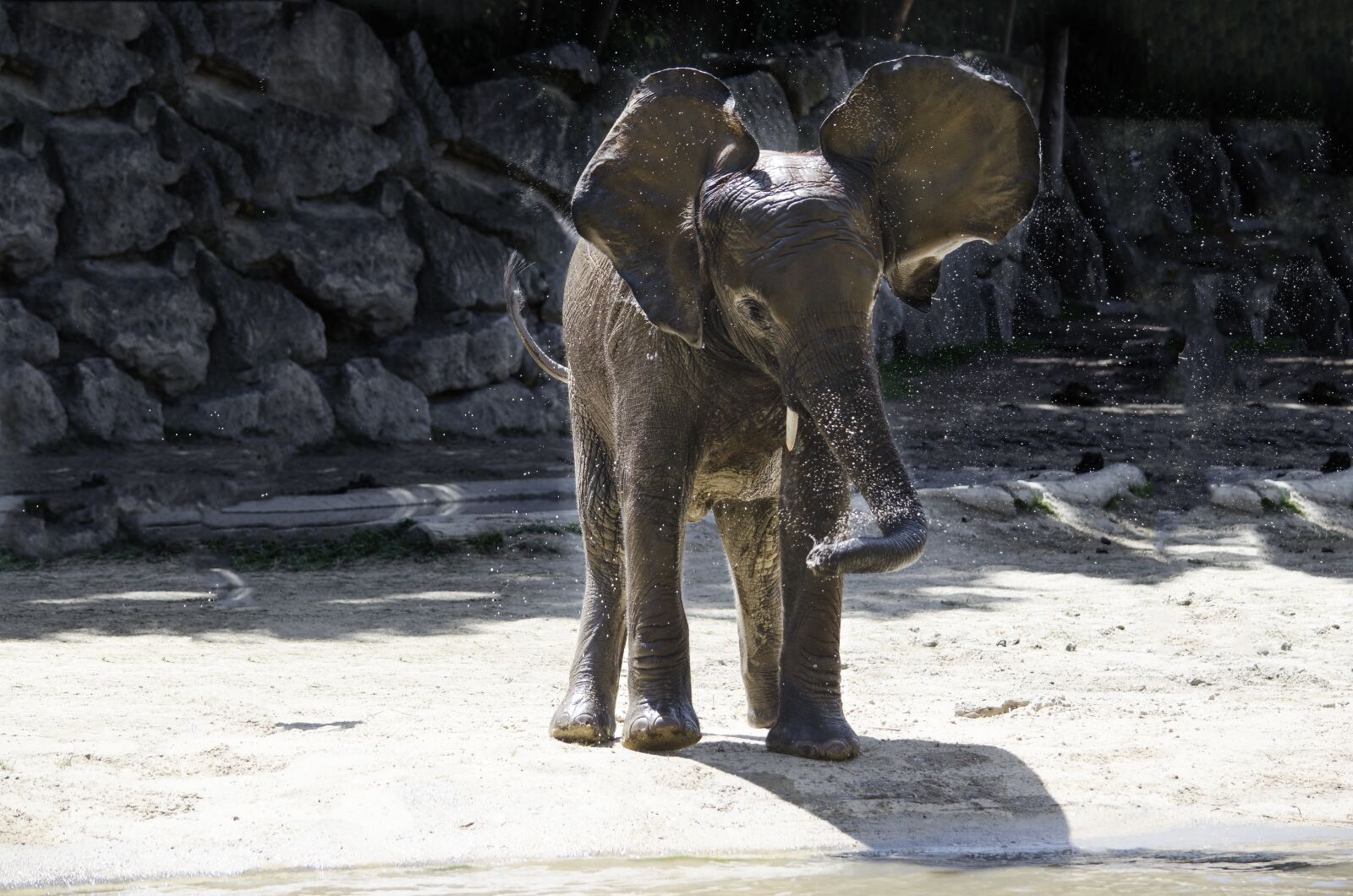 Nikon D5100 sample photo. Elephant, baby elephant, funny photography
