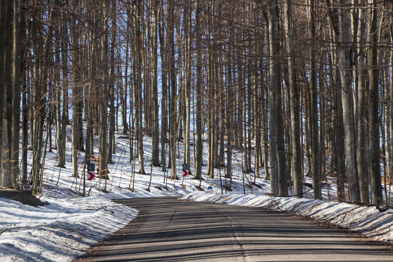 Canon EOS 100D (EOS Rebel SL1 / EOS Kiss X7) sample photo. Winter, forest, trees photography