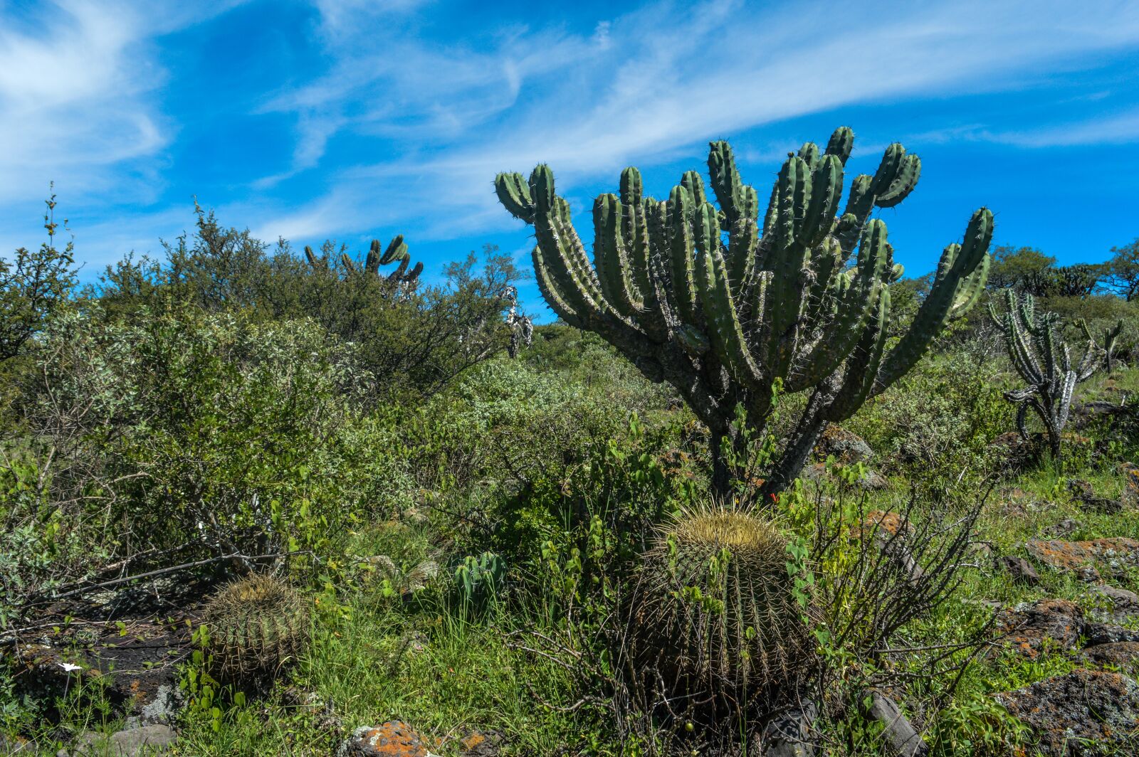 Nikon D3200 sample photo. Cerro, cactus, cielo photography