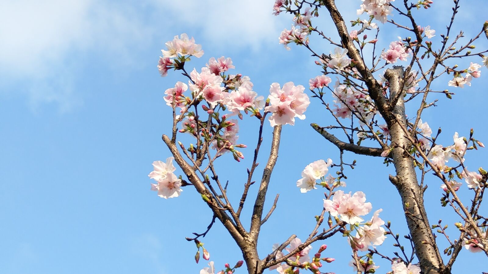HTC U11 sample photo. Spring, cherry blossoms, sky photography