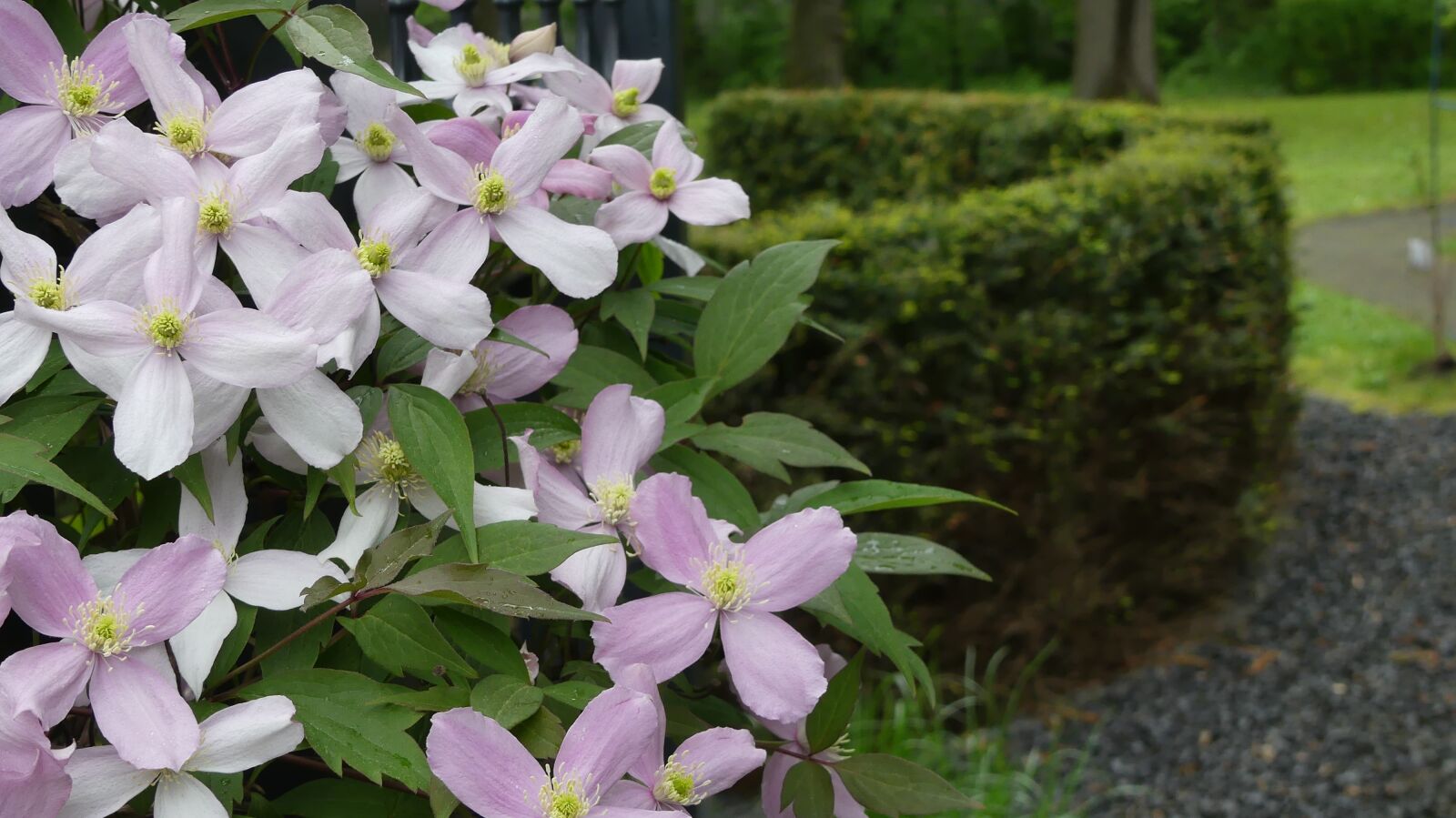 Panasonic Lumix DMC-FZ300 sample photo. Plant, clematis, climber plant photography