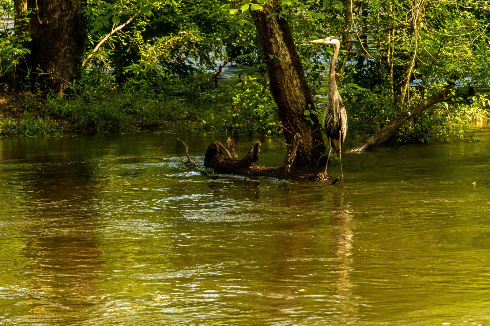 Sony E PZ 18-105mm F4 G OSS sample photo. Heron standing, heron hunting photography