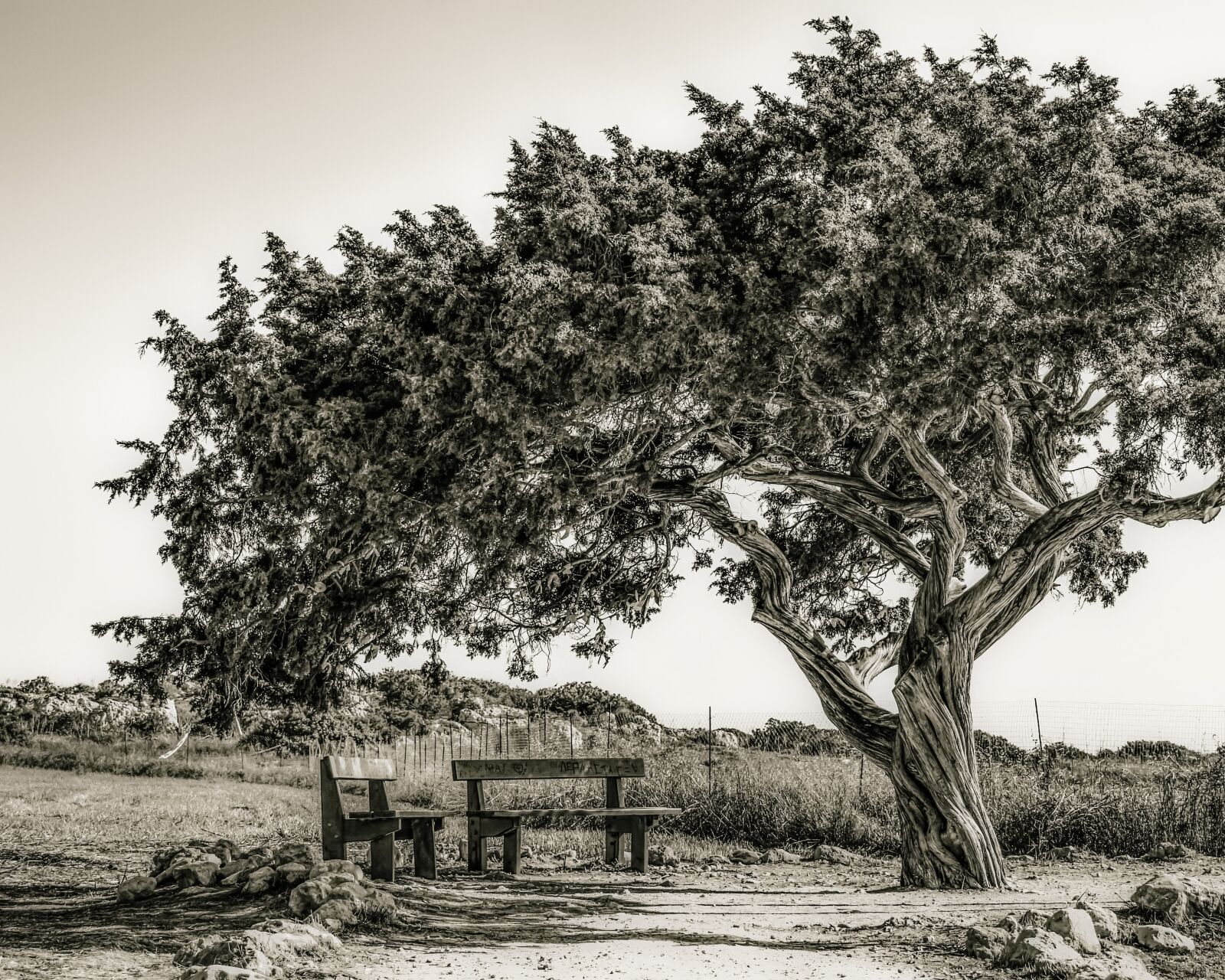 Nikon D3300 sample photo. Cyprus, cavo greko, tree photography