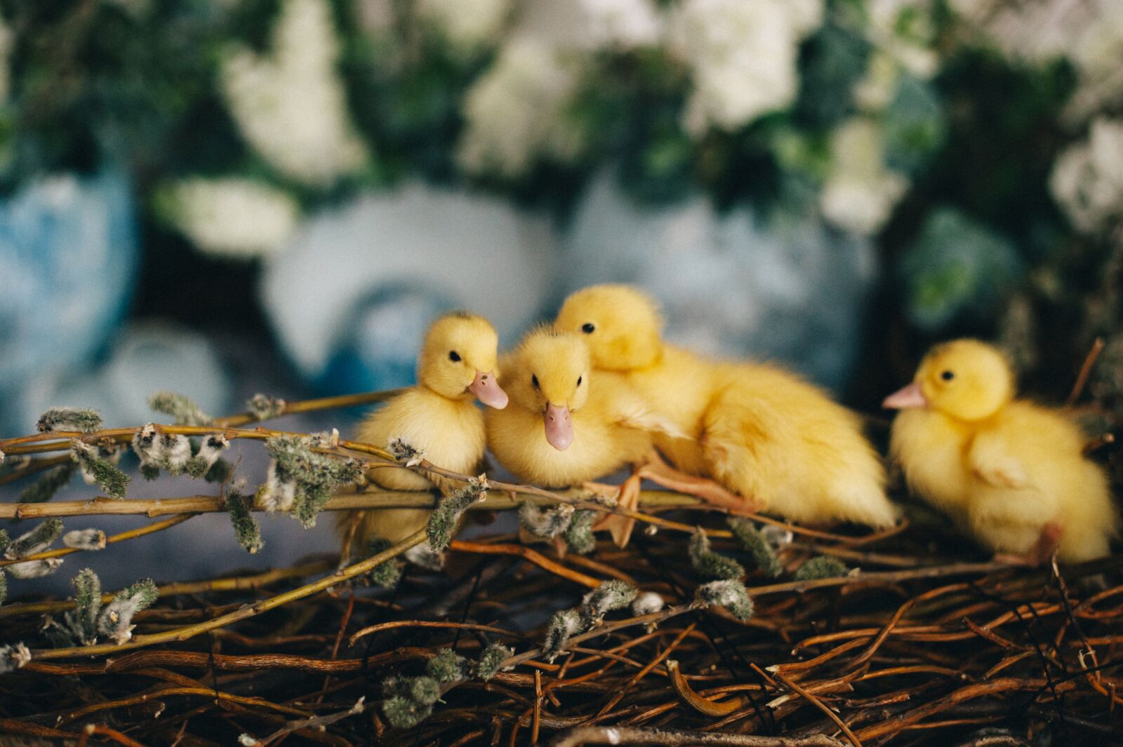 Nikon D700 sample photo. Ducks, animals, ducklings photography