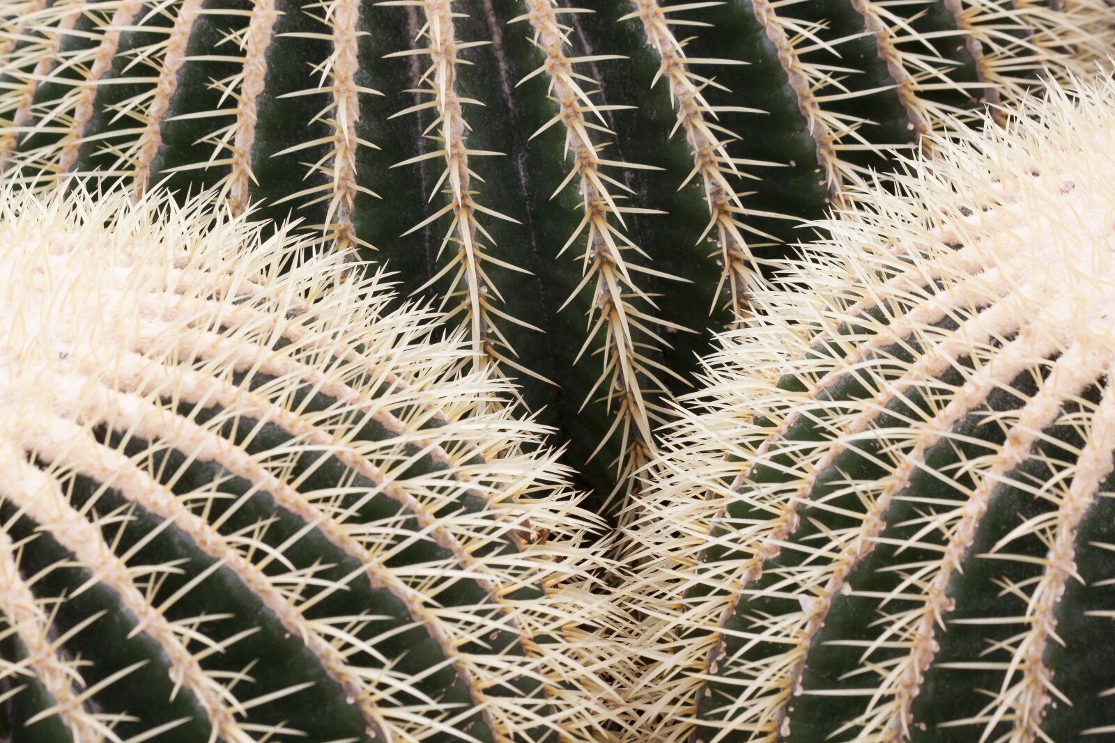 Canon EOS 50D sample photo. Cactus, sting, prickly photography
