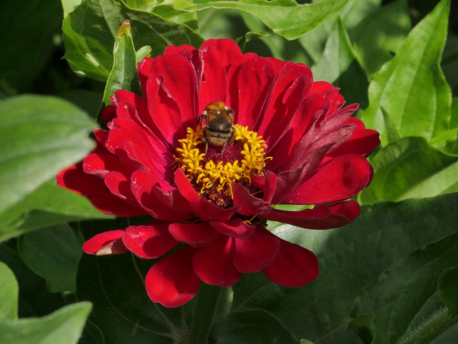 Panasonic DMC-G70 sample photo. Hummel, flower, insect photography