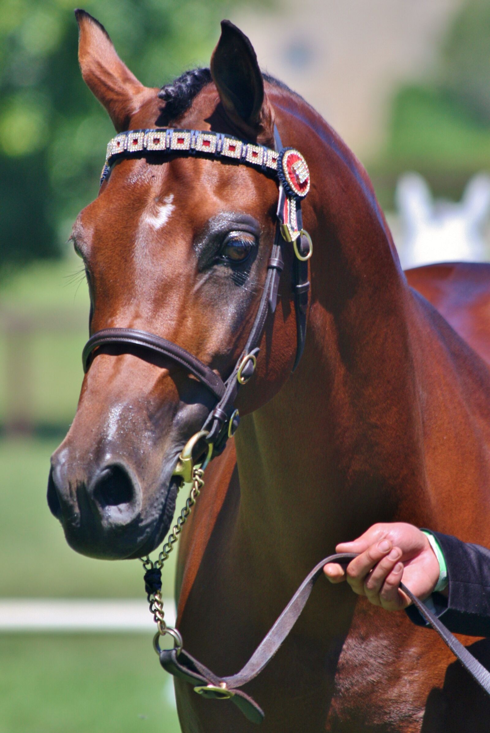 Canon EOS 40D sample photo. Arabian, stallion, bay photography