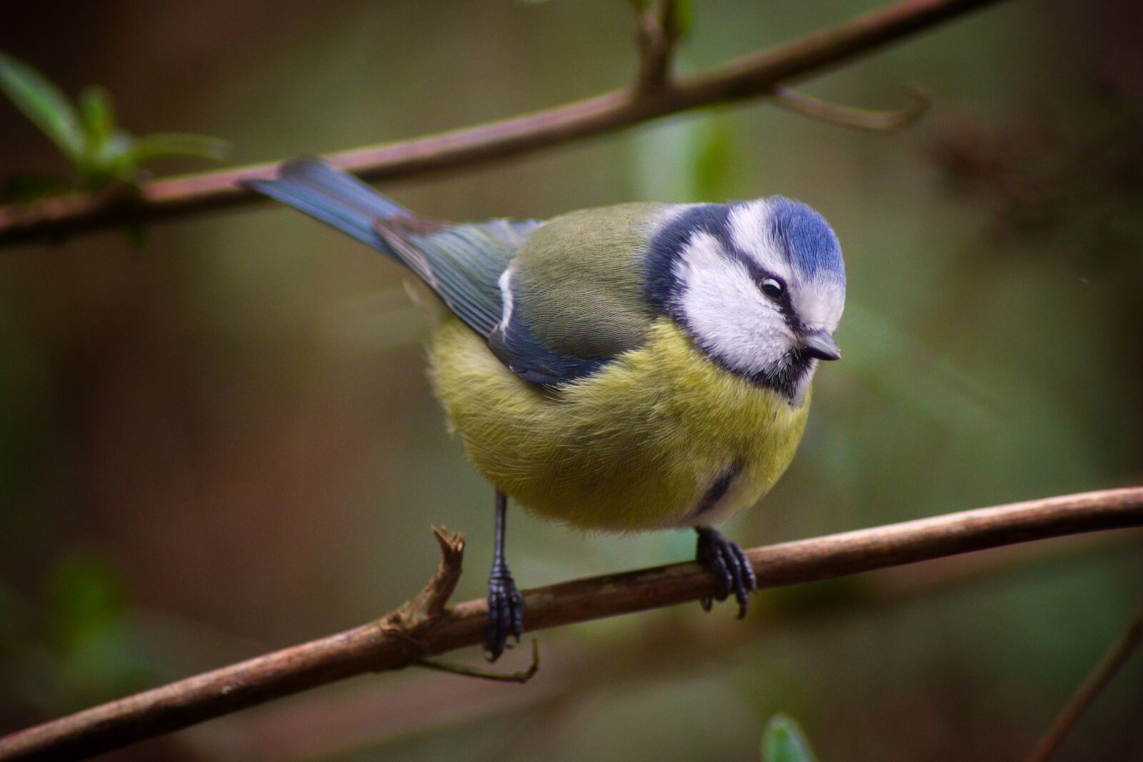 Pentax K-70 sample photo. Animal world, bird, nature photography