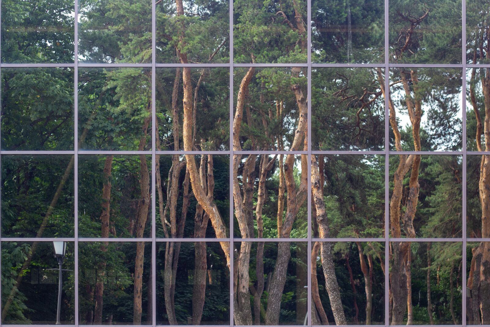 Canon EOS 60D + Canon EF 50mm F1.8 II sample photo. Window, trees, reflection photography