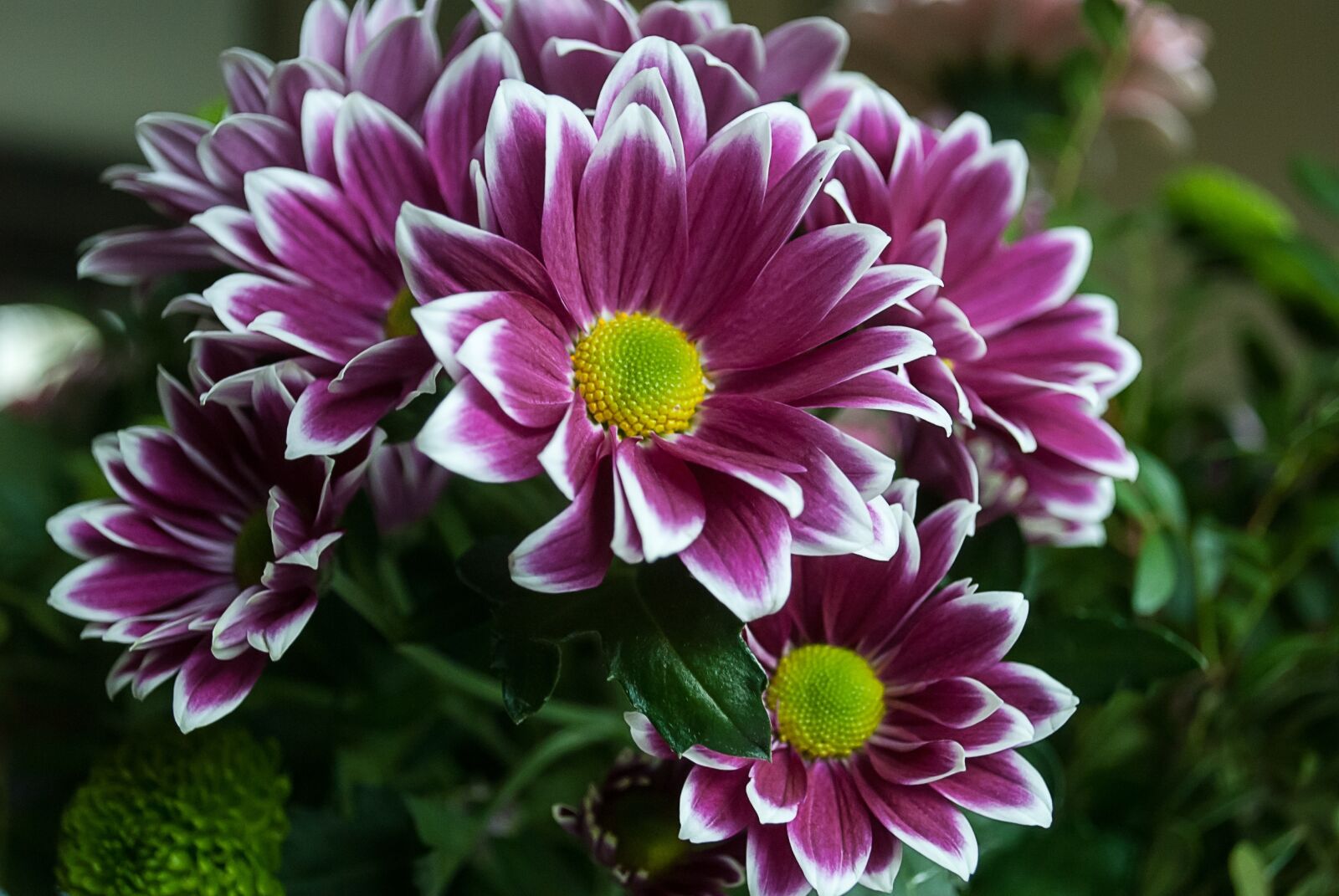 Nikon D3000 sample photo. Flower, margriet, nature photography