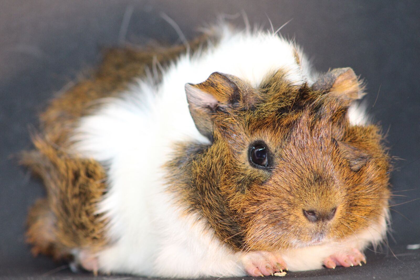 Canon EOS 700D (EOS Rebel T5i / EOS Kiss X7i) sample photo. Sea pig fur, animal photography