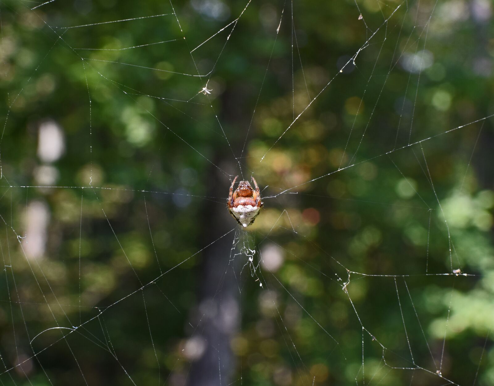 Nikon D3300 sample photo. Jumping spider in web photography
