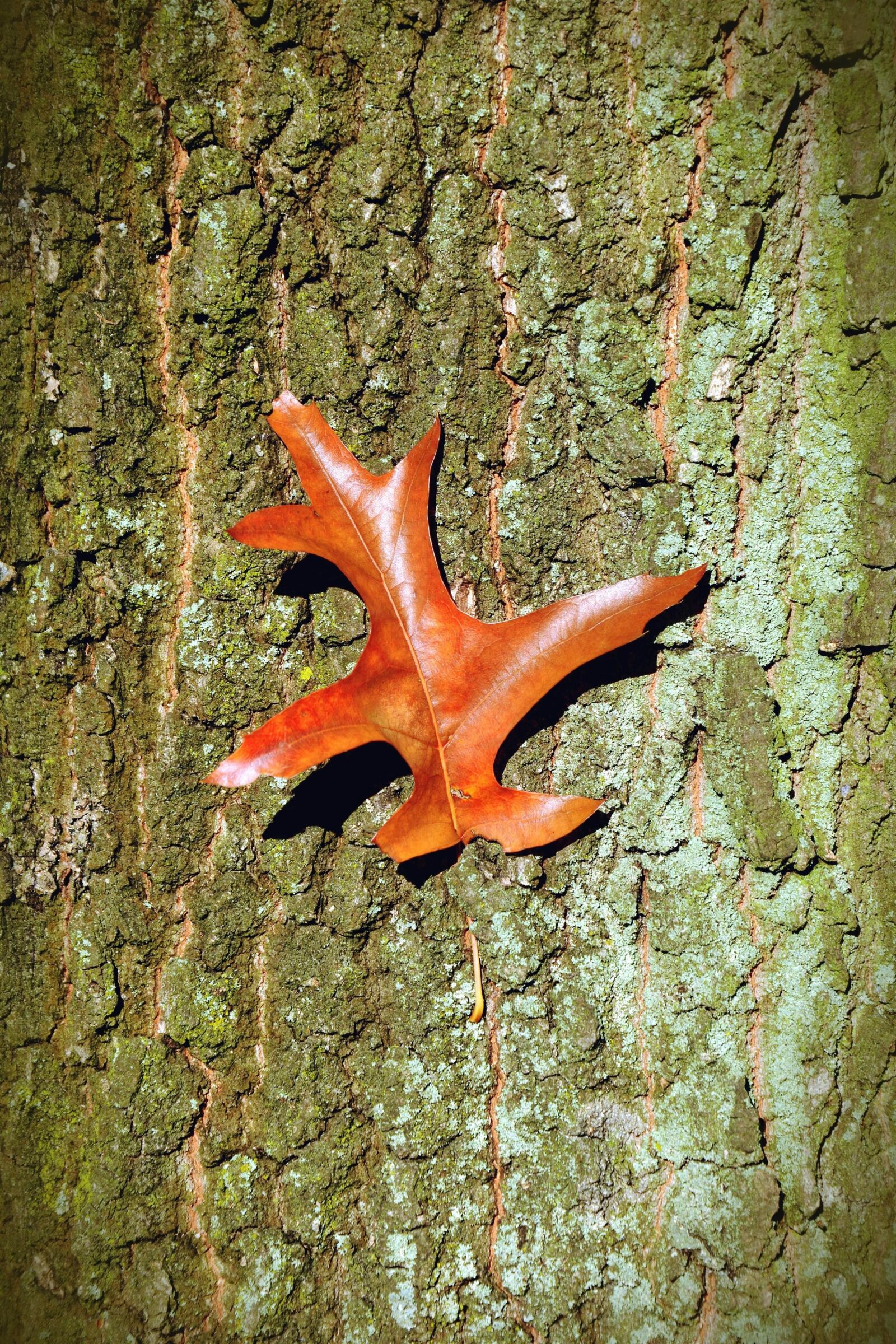 Nikon D5200 sample photo. Leaf, wood, bark, plant photography