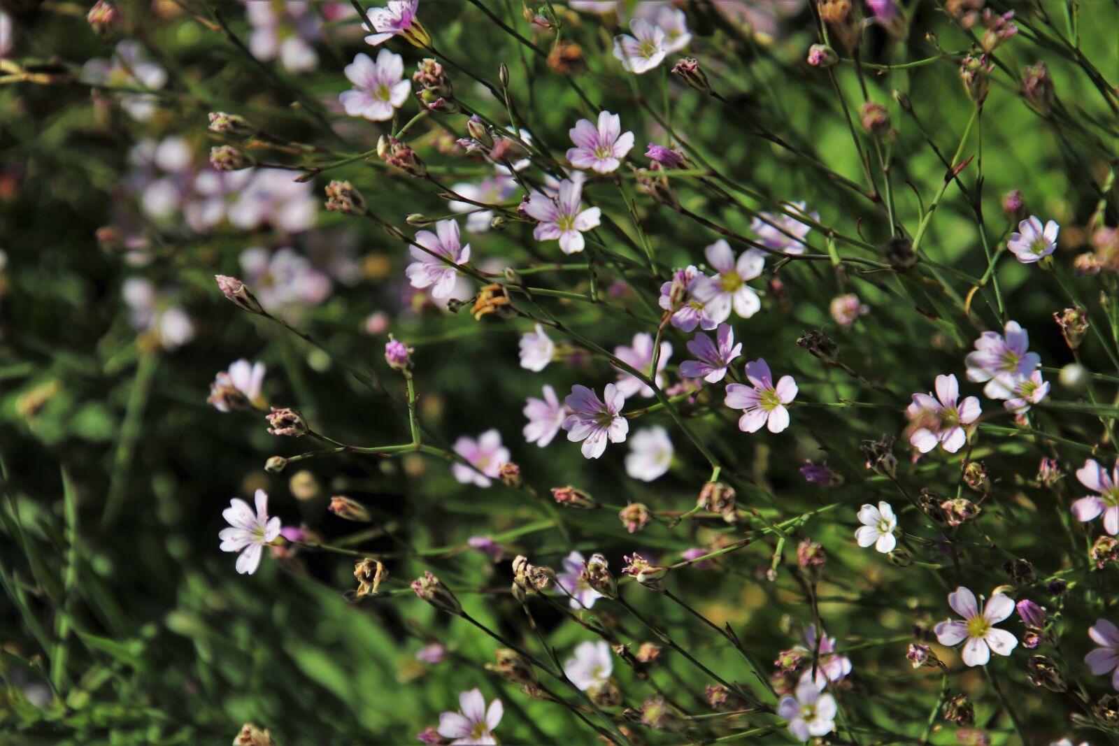 Canon EOS 80D sample photo. Minor, flowers, delicate photography