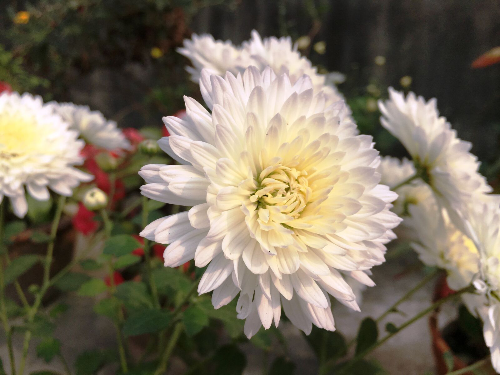 Apple iPhone 6s sample photo. Flower photography