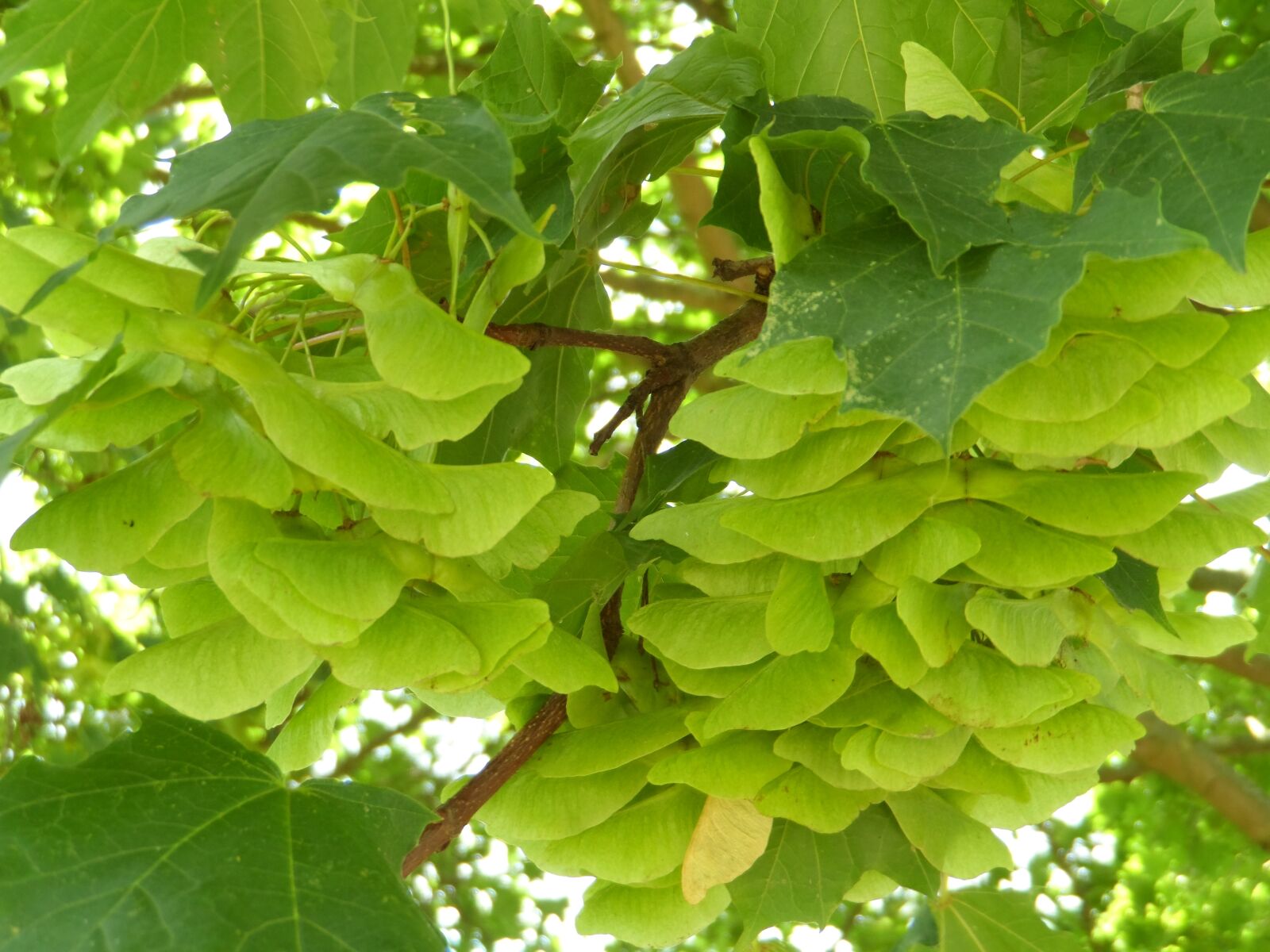 Samsung WB150 / WB150F / WB152 / WB152F / WB151 sample photo. Maple, infructescence, fruits photography
