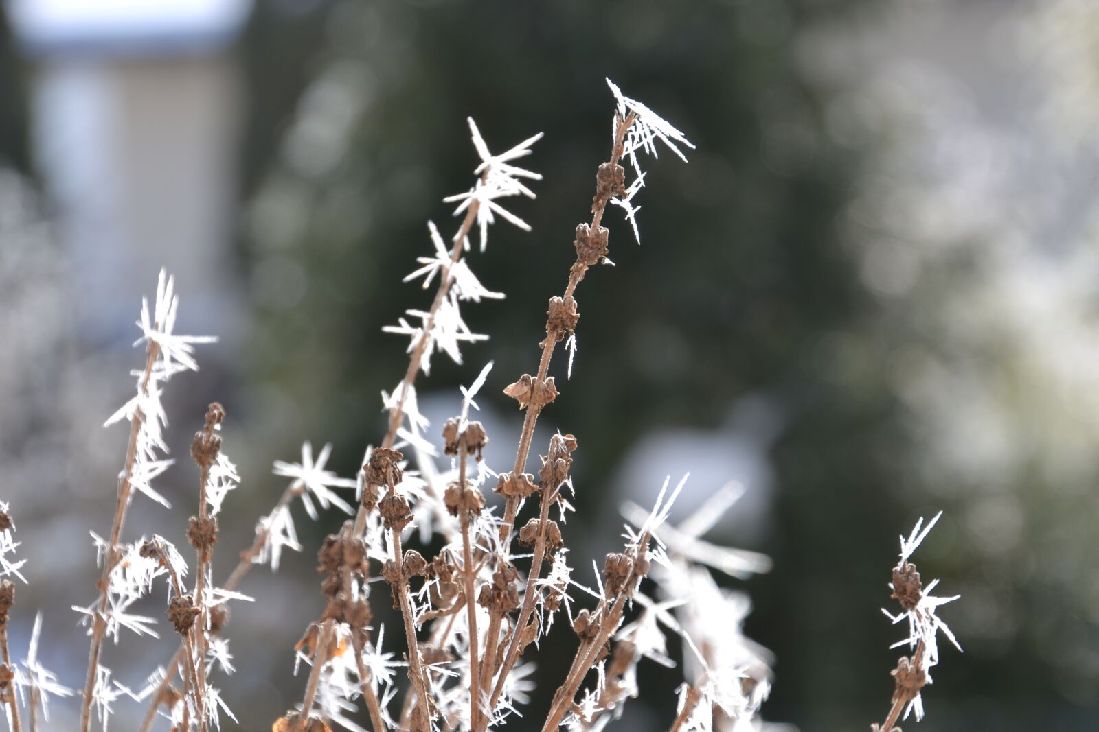 Nikon D3100 sample photo. Frost, icy, winter photography
