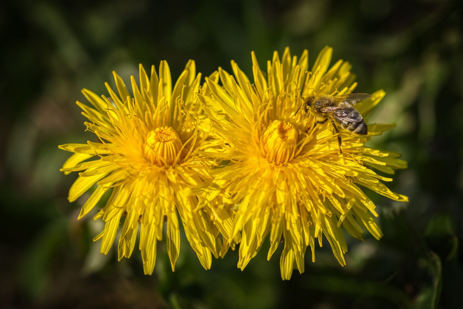 Nikon D750 sample photo. Duo, two, dandelion photography