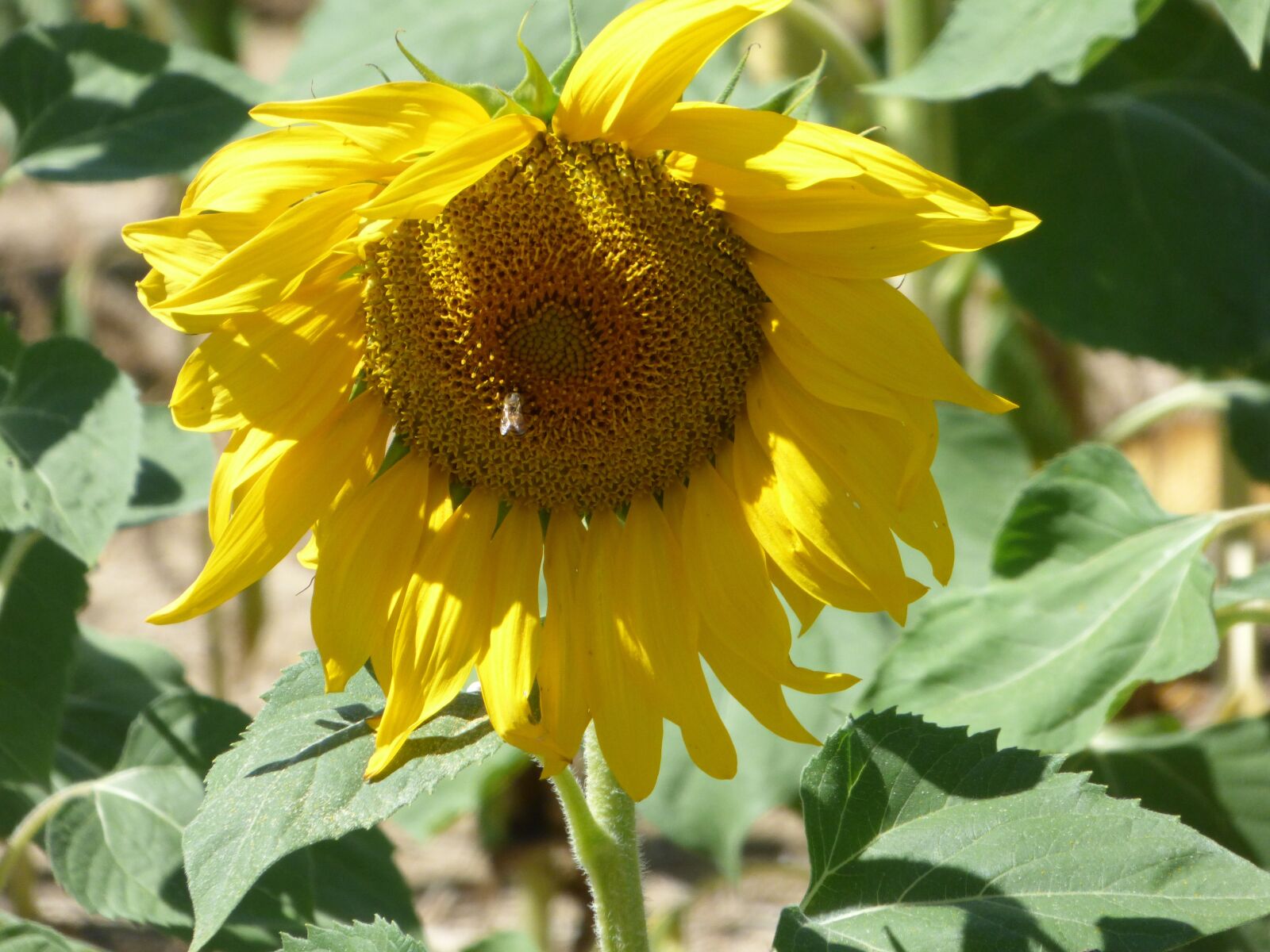 Panasonic DMC-FZ72 sample photo. Flower, sunflower, yellow photography