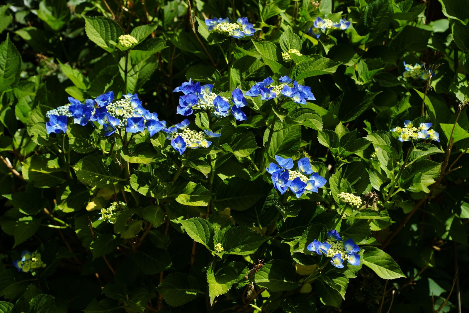 Sony Alpha DSLR-A900 sample photo. Blue blossom, garden, nature photography