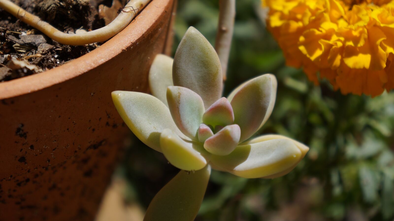 Sony Alpha a3000 + Sony E 18-55mm F3.5-5.6 OSS sample photo. Nature, flora, flower photography