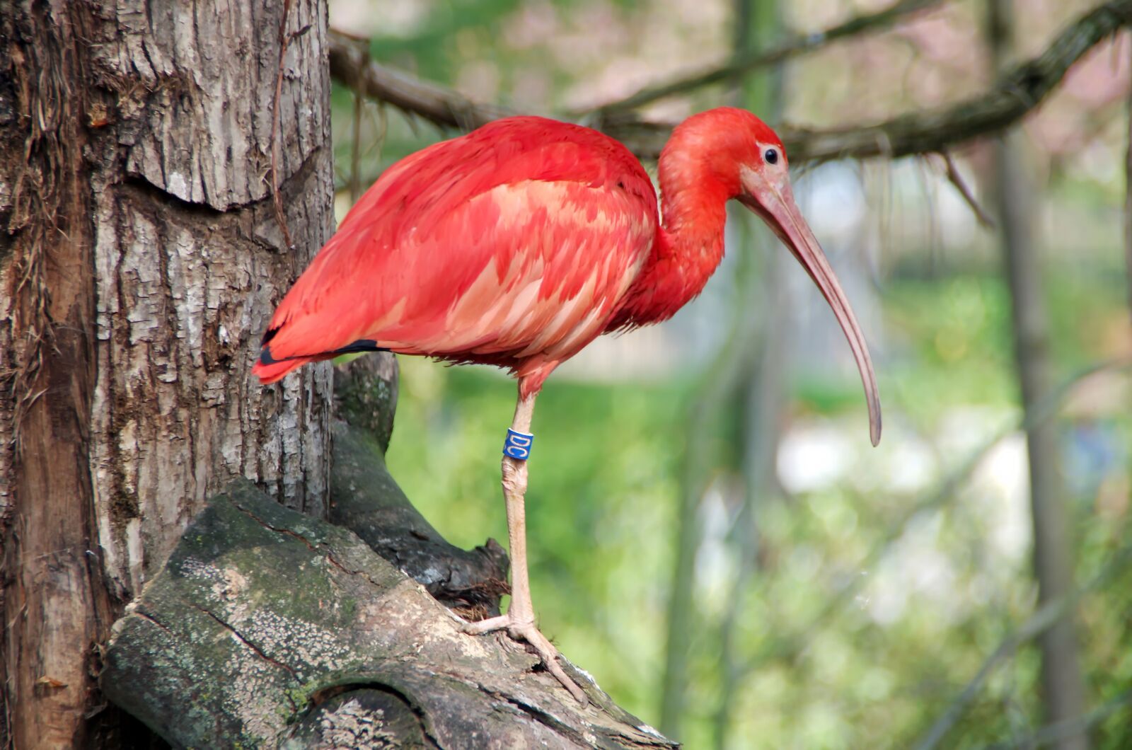 Pentax K-5 sample photo. Ibis, scarlet ibis, corocoro photography