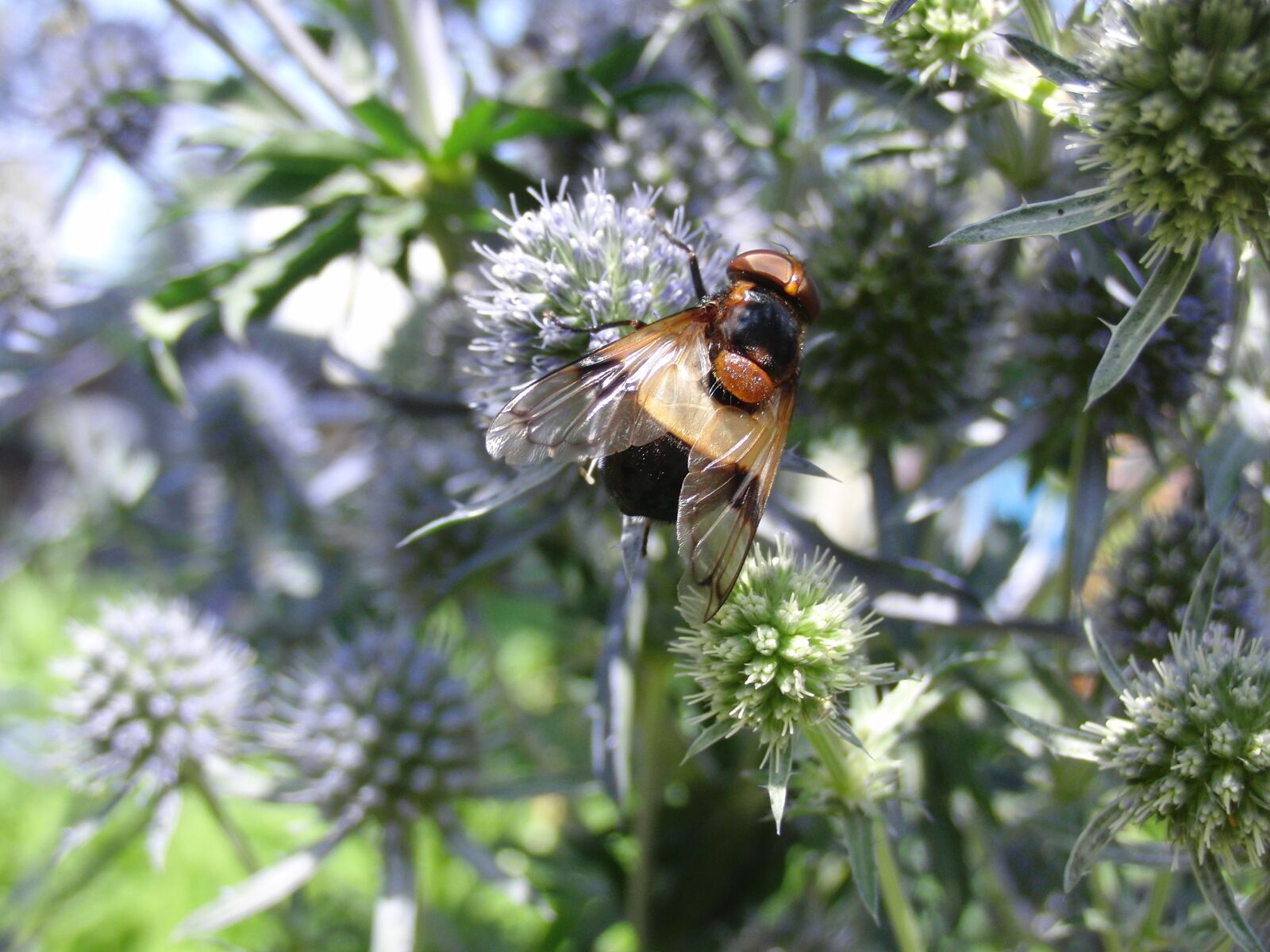 CASIO EX-FC100 sample photo. Fly, insect, flight insect photography