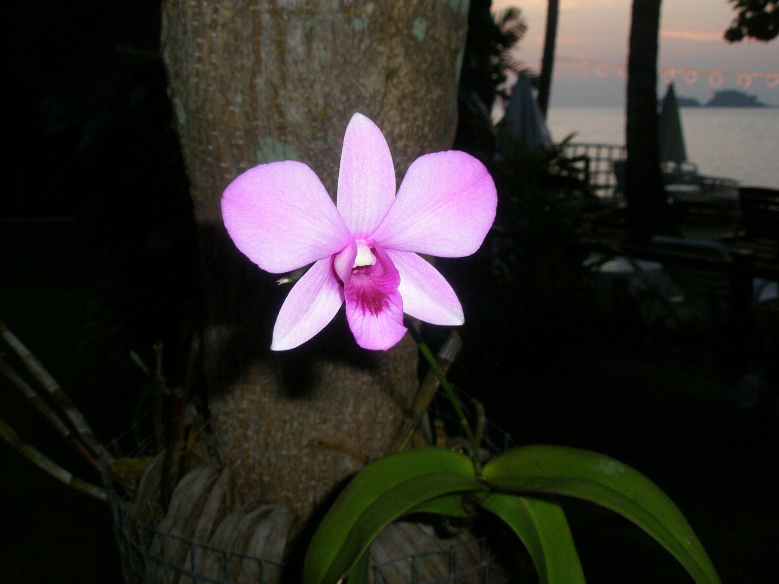 Olympus FE240/X795 sample photo. Exotic, flower, nature photography