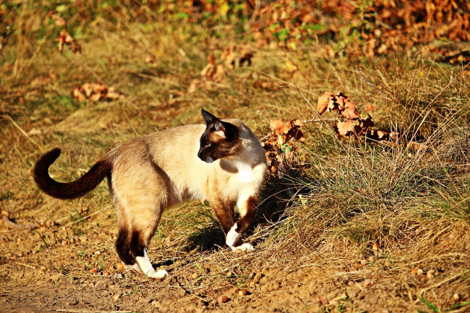 Canon EOS 100D (EOS Rebel SL1 / EOS Kiss X7) sample photo. Cat, mieze, siam photography